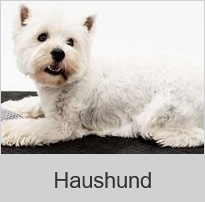 ChD-Haushund