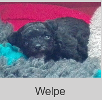 Welpe-ChD